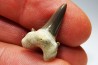 dent de requin Cretalamna appendiculata - Cénomanien (Texas)