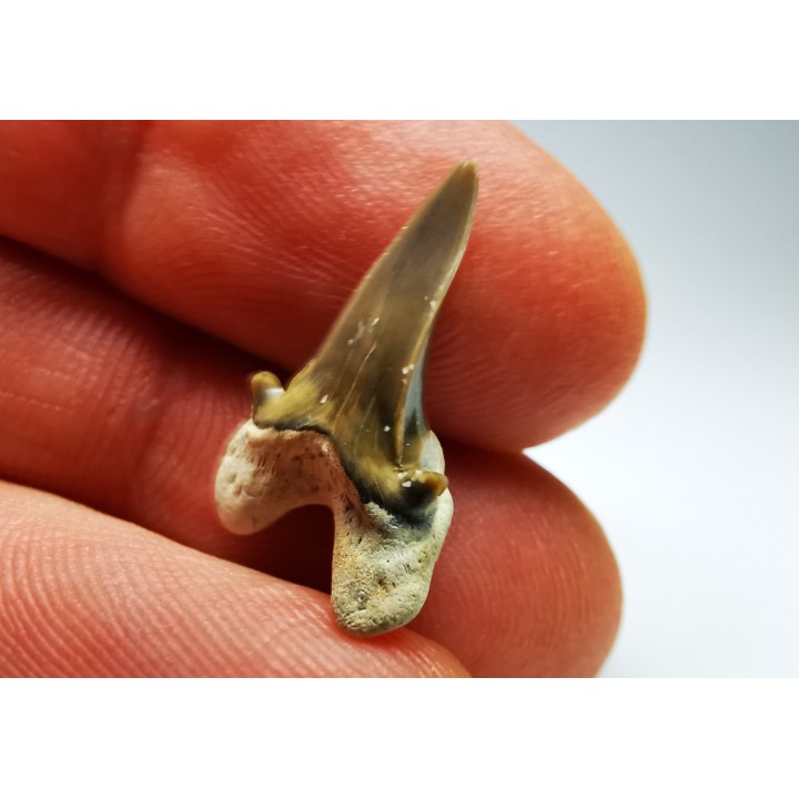 shark tooth Cretalamna appendiculata - Cenomanian (Texas)