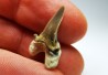 dent de requin Cretalamna appendiculata - Cénomanien (Texas)