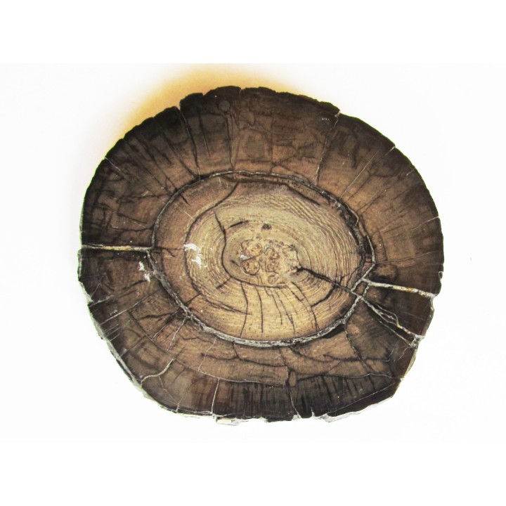 DEFENSE DE MAMMOUTH:  mammuthus columbi (2)