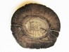 DEFENSE DE MAMMOUTH:  mammuthus columbi (2)