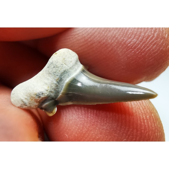 dent de requin Cretalamna appendiculata - Cénomanien (Texas)