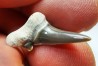 dent de requin Cretalamna appendiculata - Cénomanien (Texas)
