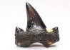 shark tooth Cretalamna appendiculata - Cenomanian (Texas)