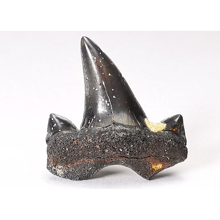 shark tooth Cretalamna appendiculata - Cenomanian (Texas)