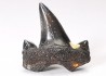 dent de requin Cretalamna appendiculata - Cénomanien (Texas)