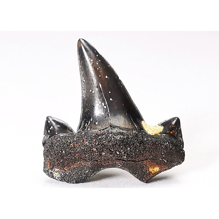 shark tooth Cretalamna appendiculata - Cenomanian (Texas)