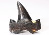 dent de requin Cretalamna appendiculata - Cénomanien (Texas)