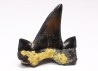 dent de requin Cretalamna appendiculata - Cénomanien (Texas)
