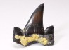 shark tooth Cretalamna appendiculata - Cenomanian (Texas)