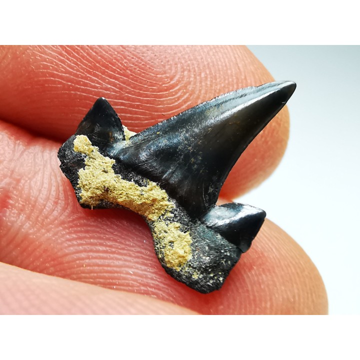 shark tooth Cretalamna appendiculata - Cenomanian (Texas)