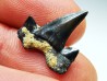 dent de requin Cretalamna appendiculata - Cénomanien (Texas)