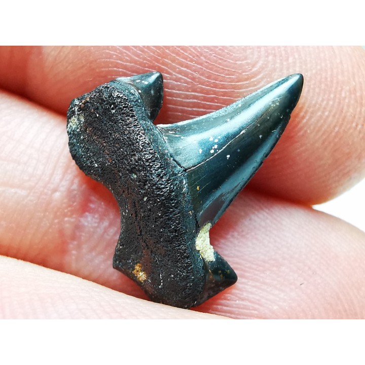 shark tooth Cretalamna appendiculata - Cenomanian (Texas)