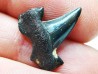 shark tooth Cretalamna appendiculata - Cenomanian (Texas)