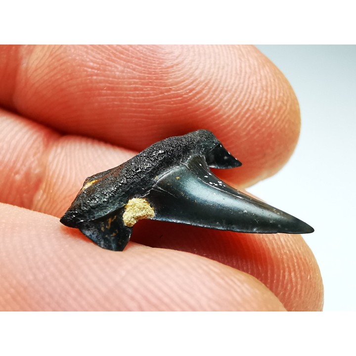 shark tooth Cretalamna appendiculata - Cenomanian (Texas)