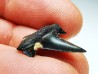 dent de requin Cretalamna appendiculata - Cénomanien (Texas)