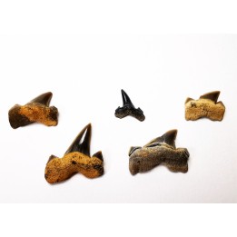 Lot dents de requin Cretalamna appendiculata - Cénomanien (Texas)