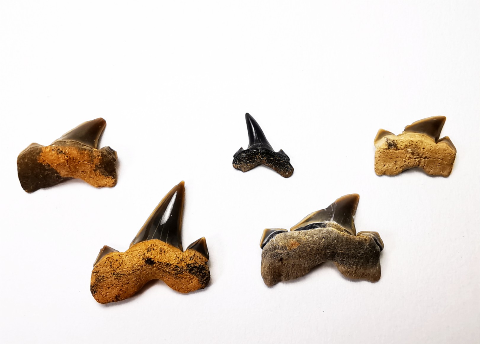 5 shark teeth set Cretalamna appendiculata - Cenomanian (Texas)