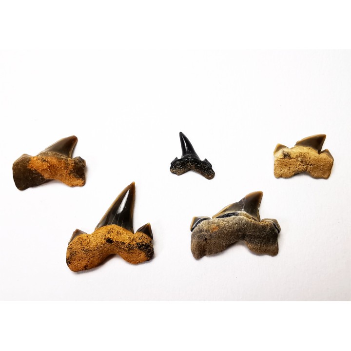 5 shark teeth set Cretalamna appendiculata - Cenomanian (Texas)