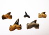 Lot dents de requin Cretalamna appendiculata - Cénomanien (Texas)