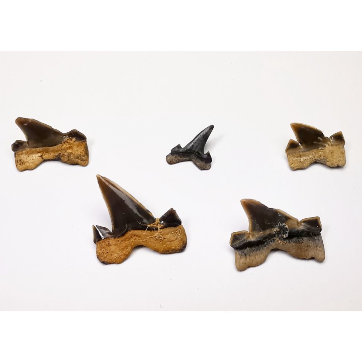 Lot dents de requin Cretalamna appendiculata - Cénomanien (Texas)