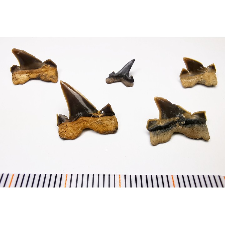 5 shark teeth set Cretalamna appendiculata - Cenomanian (Texas)