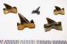 Lot dents de requin Cretalamna appendiculata - Cénomanien (Texas)