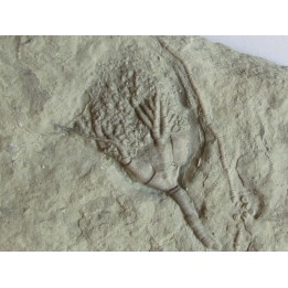 DICHOCRINUS RECURVIBRACHIATUS