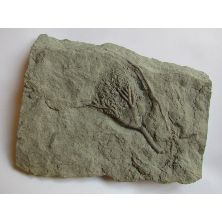 DICHOCRINUS RECURVIBRACHIATUS