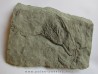 DICHOCRINUS RECURVIBRACHIATUS