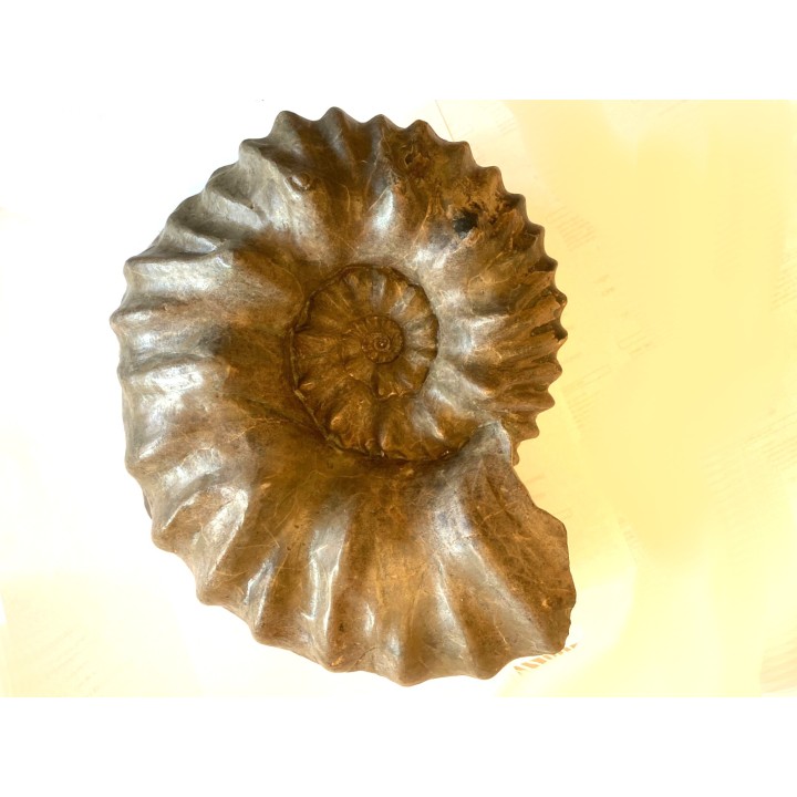 Hoplites benetianus - albien moyen - ancienne carrière Courcelles - Aube - France