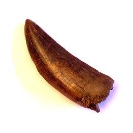 dinosaur tooth:  Tyrannosaure rex - Hell Creek Fmt - upper cretaceous - Carter County, Montana