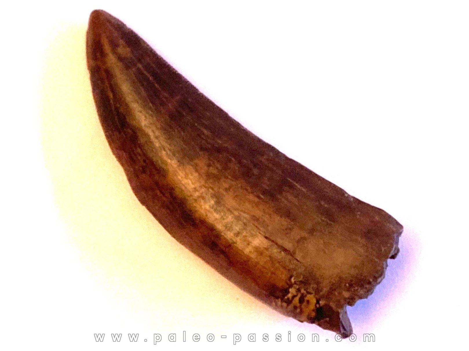 dinosaur tooth: Tyrannosaure rex - Hell Creek Fmt - upper cretaceous - Carter County, Montana