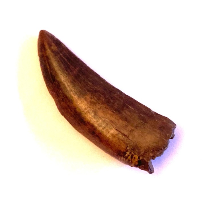 dinosaur tooth:  Tyrannosaure rex - Hell Creek Fmt - upper cretaceous - Carter County, Montana