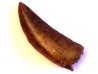 dinosaur tooth: Tyrannosaure rex - Hell Creek Fmt - upper cretaceous - Carter County, Montana