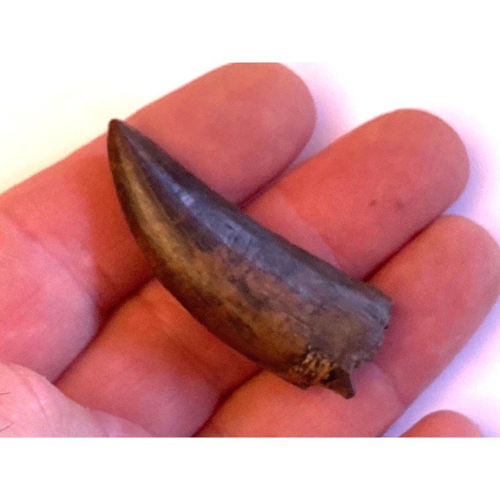 dinosaur tooth:  Tyrannosaure rex - Hell Creek Fmt - upper cretaceous - Carter County, Montana