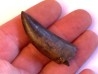 dinosaur tooth: Tyrannosaure rex - Hell Creek Fmt - upper cretaceous - Carter County, Montana