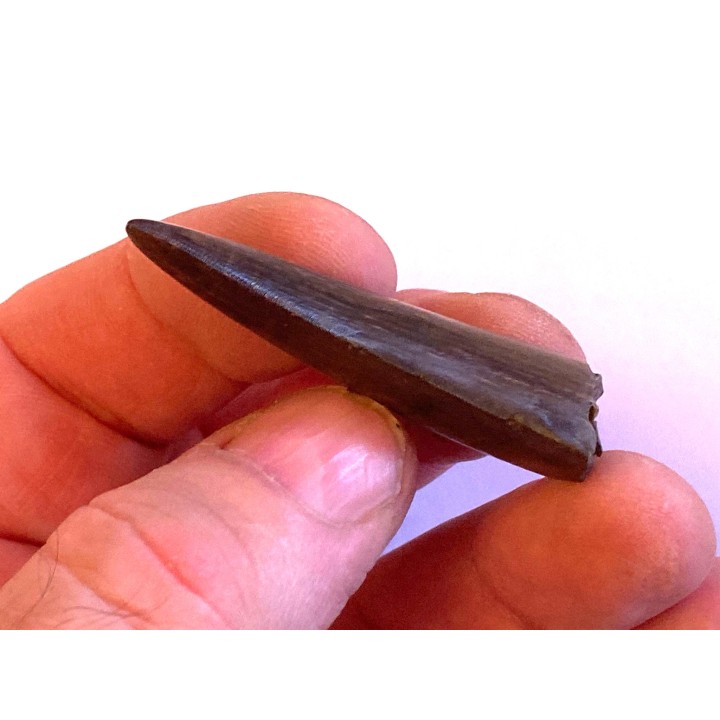 dinosaur tooth:  Tyrannosaure rex - Hell Creek Fmt - upper cretaceous - Carter County, Montana