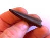 dinosaur tooth: Tyrannosaure rex - Hell Creek Fmt - upper cretaceous - Carter County, Montana