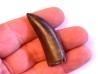 dinosaur tooth: Tyrannosaure rex - Hell Creek Fmt - upper cretaceous - Carter County, Montana
