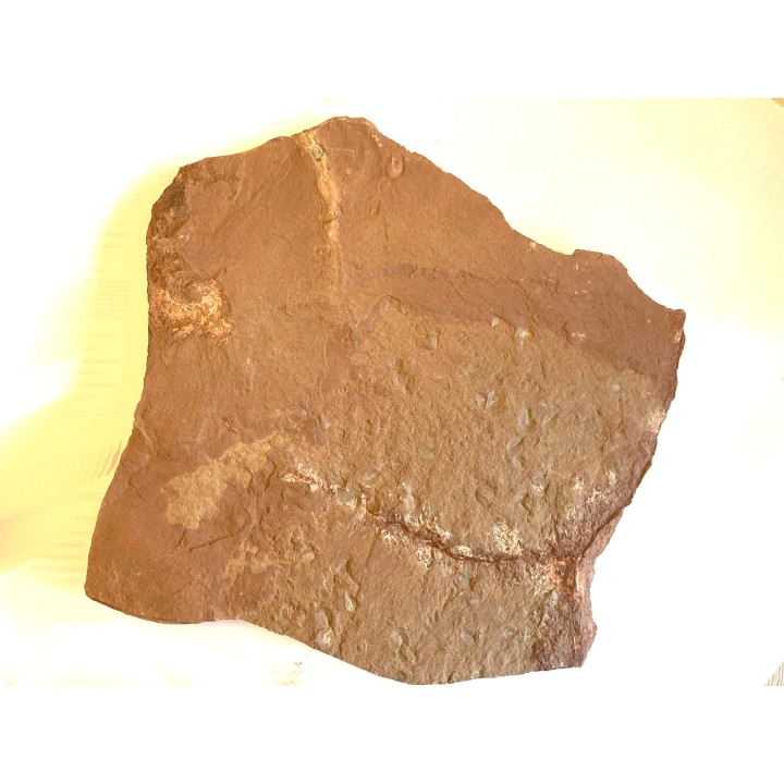plaque recto verso avec plus de 20 Triops cancriformis permiensis - saxonien - bassin de Lodève - FRANCE