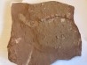 plaque recto verso avec plus de 20 Triops cancriformis permiensis - saxonien - bassin de Lodève - FRANCE