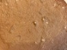 Triops cancriformis permiensis - saxonian - Lodève area - FRANCE