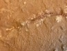 Triops cancriformis permiensis - saxonian - Lodève area - FRANCE