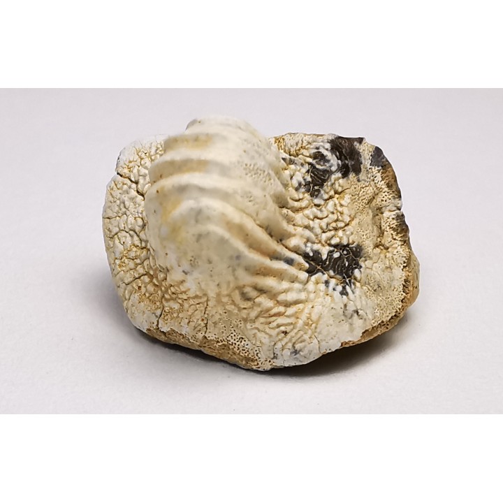 shark tooth Ptychodus mammillaris - Cretaceous (Kansas)