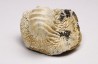 shark tooth Ptychodus mammillaris - Cretaceous (Kansas)