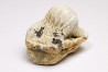 shark tooth Ptychodus mammillaris - Cretaceous (Kansas)