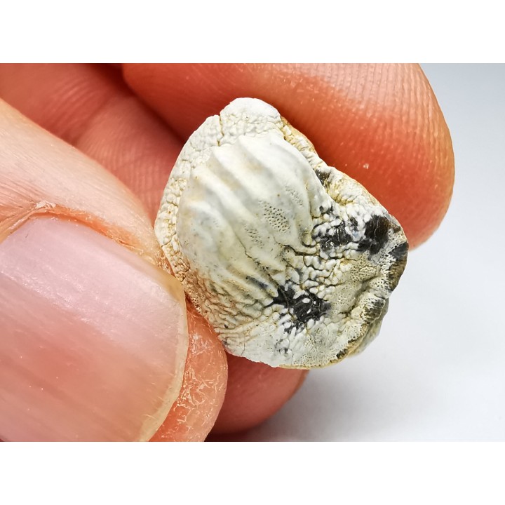 shark tooth Ptychodus mammillaris - Cretaceous (Kansas)