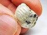 shark tooth Ptychodus mammillaris - Cretaceous (Kansas)