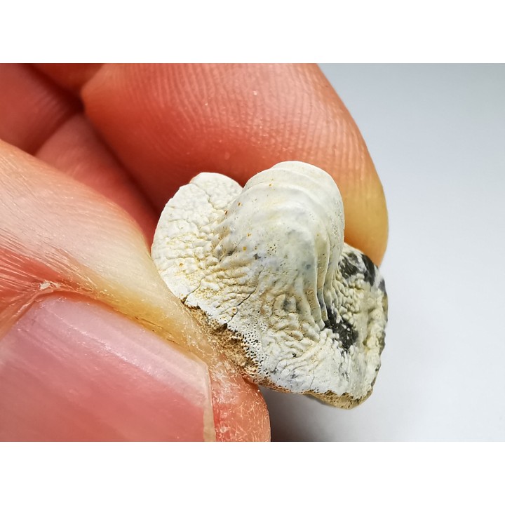 dent de requin Pychodus mammillaris - Crétacé (Kansas)